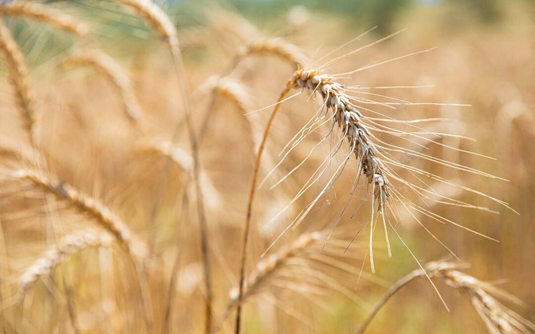 Potenzialità applicative dell’agricoltura di precisione nella coltivazione in biologico-biodinamico