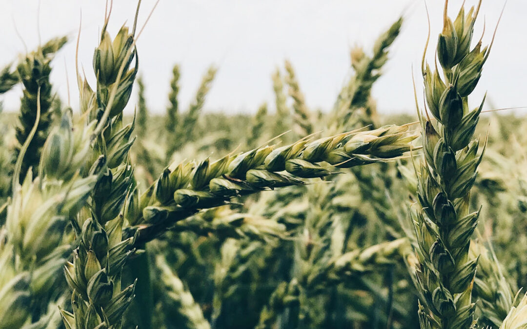 Formazione per mugnai che intendono lavorare con farine di grani antichi